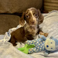 Laddie, a male Miniature Dachshund for sale in London, AR – Photo 2 of 5