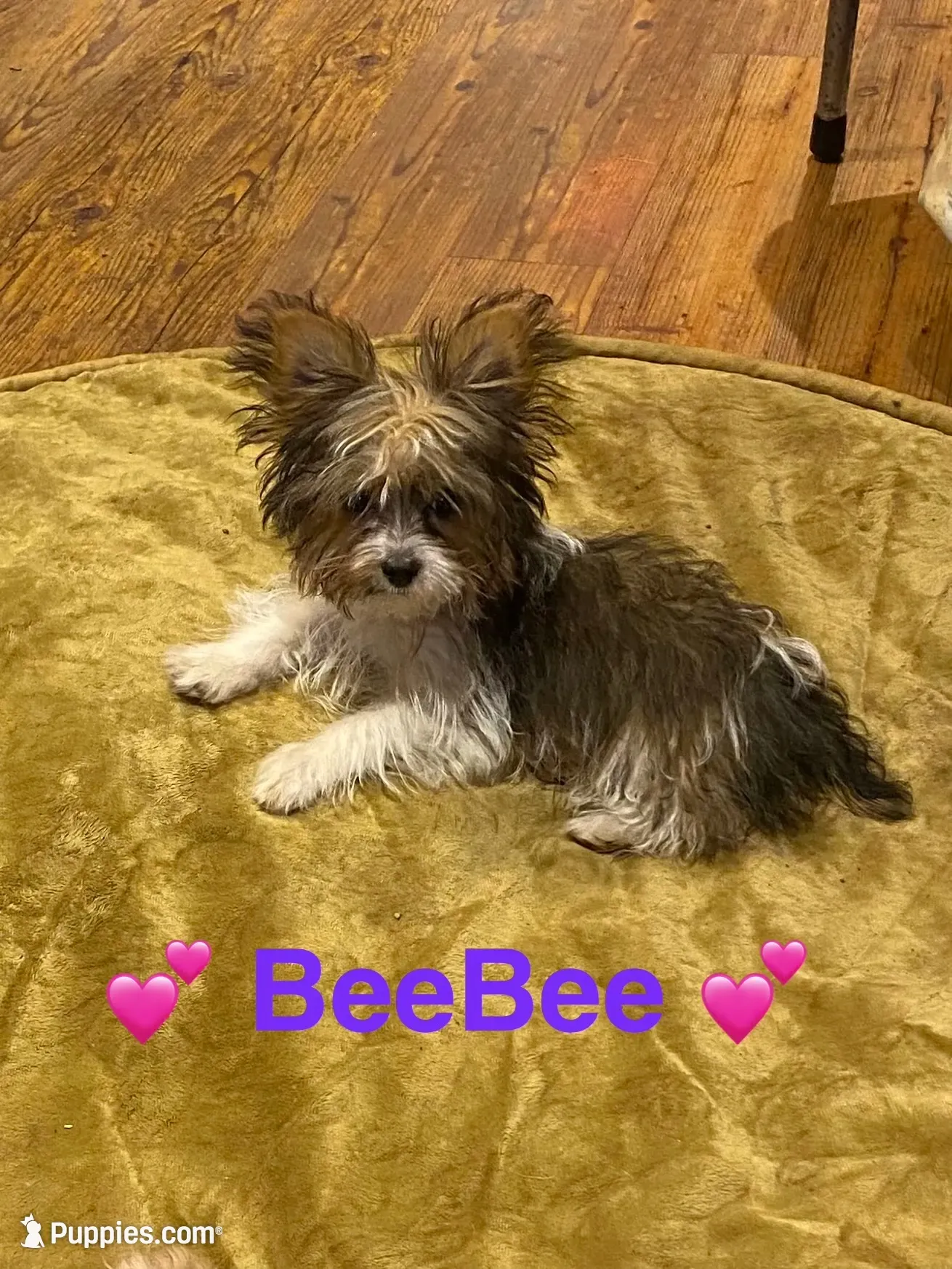 Shiloh, a male Yorkshire Terrier for sale in London, AR – 4 of 5