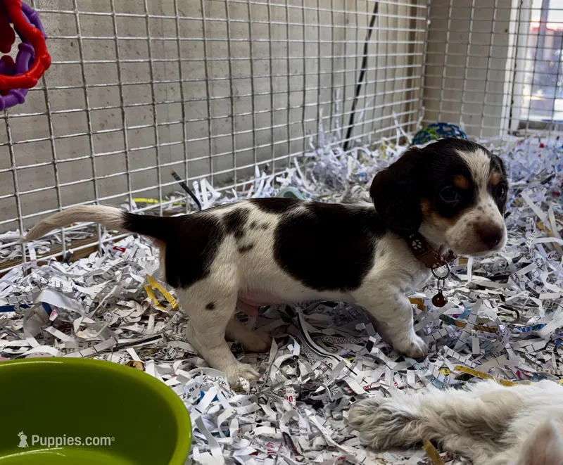  Charlie – Miniature Dachshund puppy for sale in London, AR