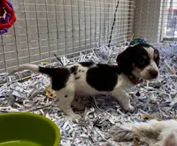  Charlie, a male Miniature Dachshund for sale in London, AR – 1 of 5