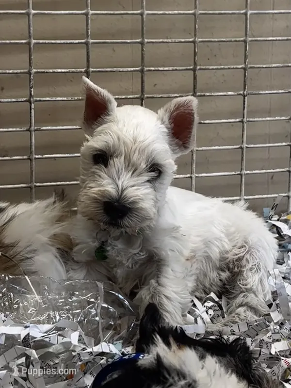 Casper – Miniature Schnauzer puppy for sale in London, AR