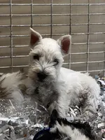 Casper, a male Miniature Schnauzer for sale in London, AR – 1 of 2