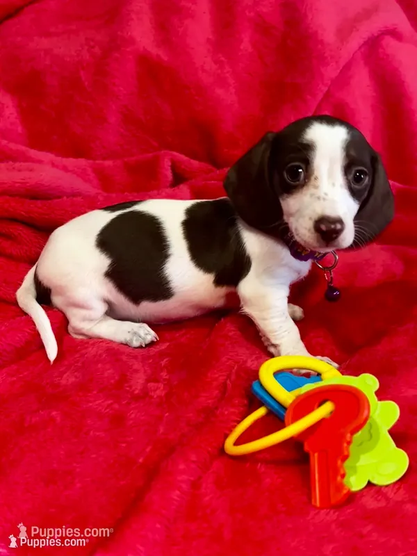 Caramel  – Miniature Dachshund puppy for sale in London, AR