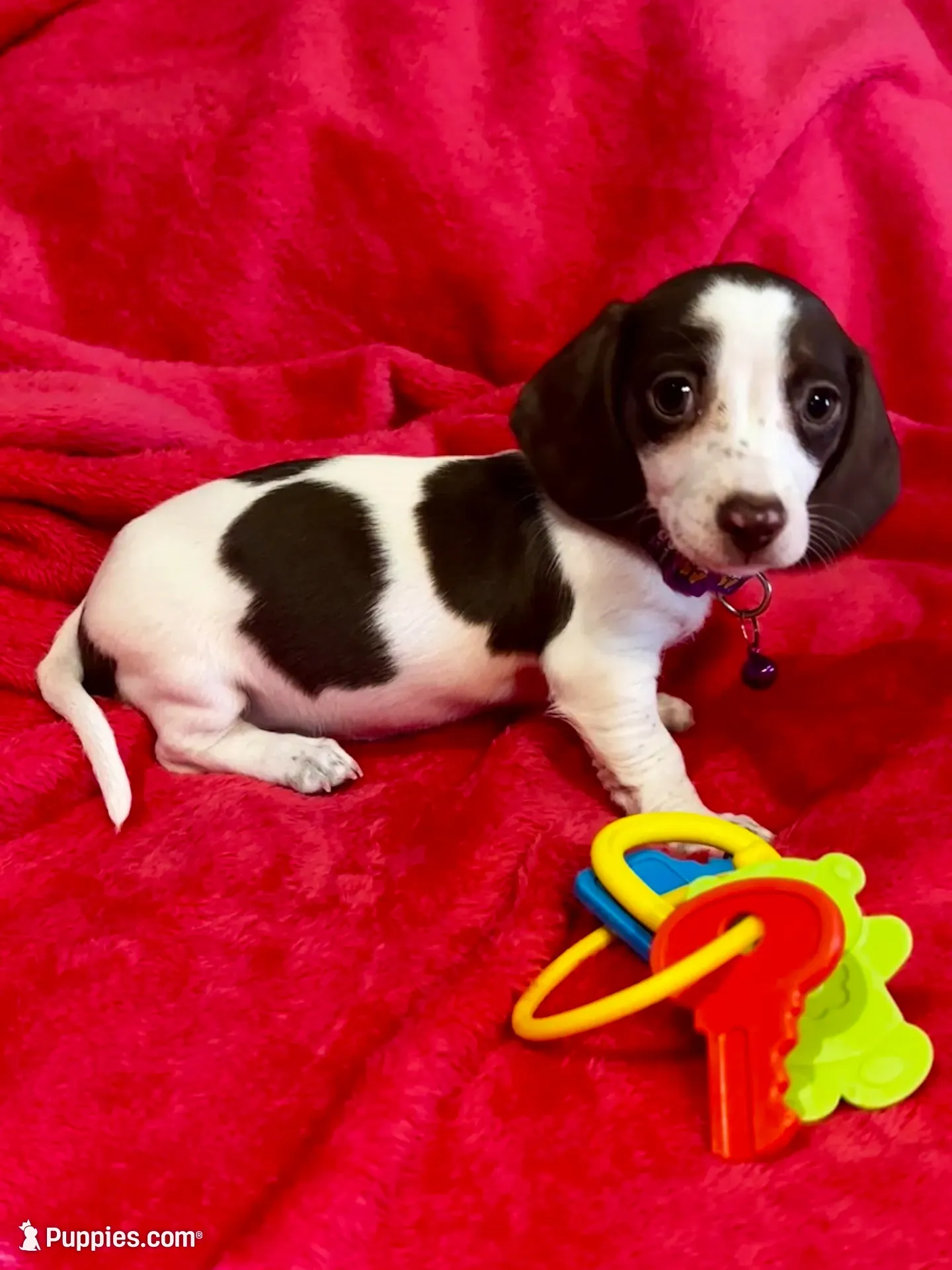 Caramel , a female Miniature Dachshund for sale in London, AR – 2 of 3
