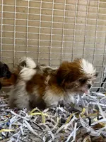 Odie, a male Shih Tzu for sale in London, AR – 2 of 4
