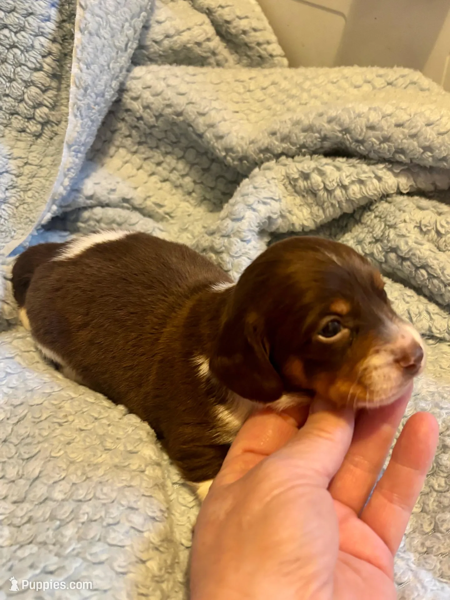 Albert, a male Miniature Dachshund for sale in London, AR – Photo 4 of 5