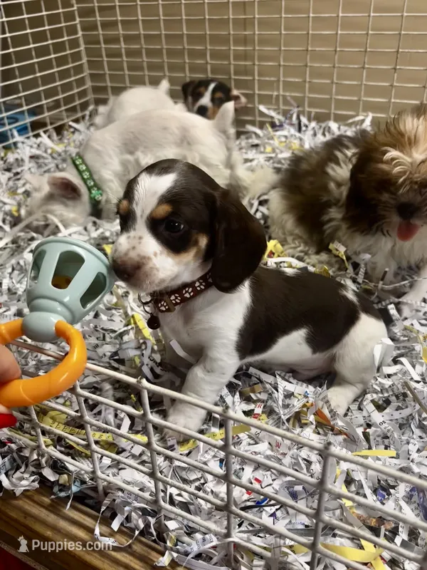  Charlie – Miniature Dachshund puppy for sale in London, AR
