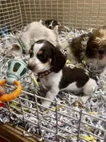  Charlie, a male Miniature Dachshund for sale in London, AR – 2 of 5