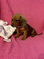 Sadie, a female Miniature Dachshund for sale in London, AR – Photo 3 of 5