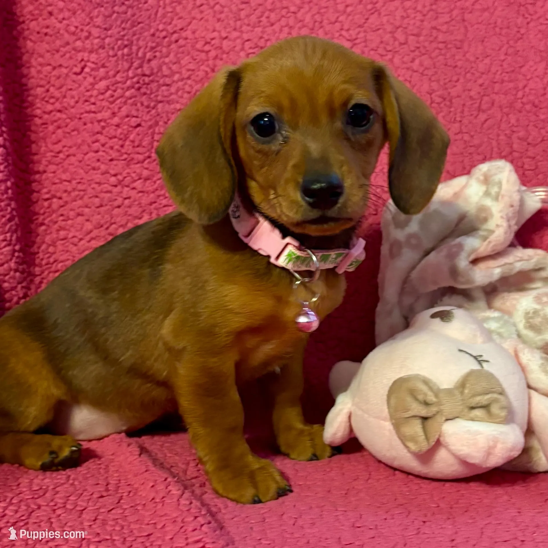 Sadie – Miniature Dachshund puppy for sale in London, AR