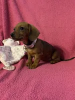 Sadie, a female Miniature Dachshund for sale in London, AR – Photo 2 of 5