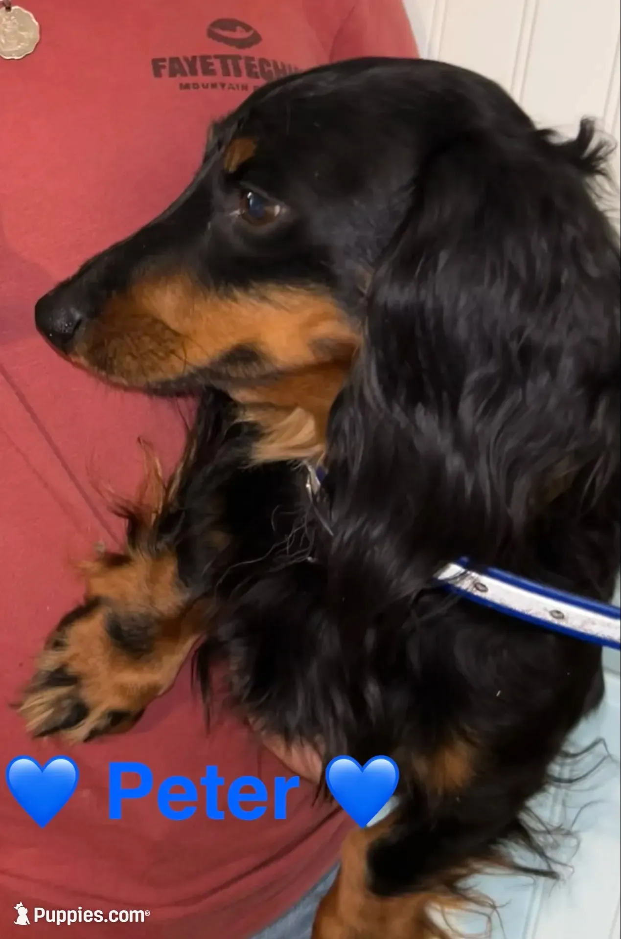 Cash, a male Miniature Dachshund for sale in London, AR – 4 of 4