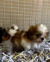 Odie, a male Shih Tzu for sale in London, AR – 3 of 4