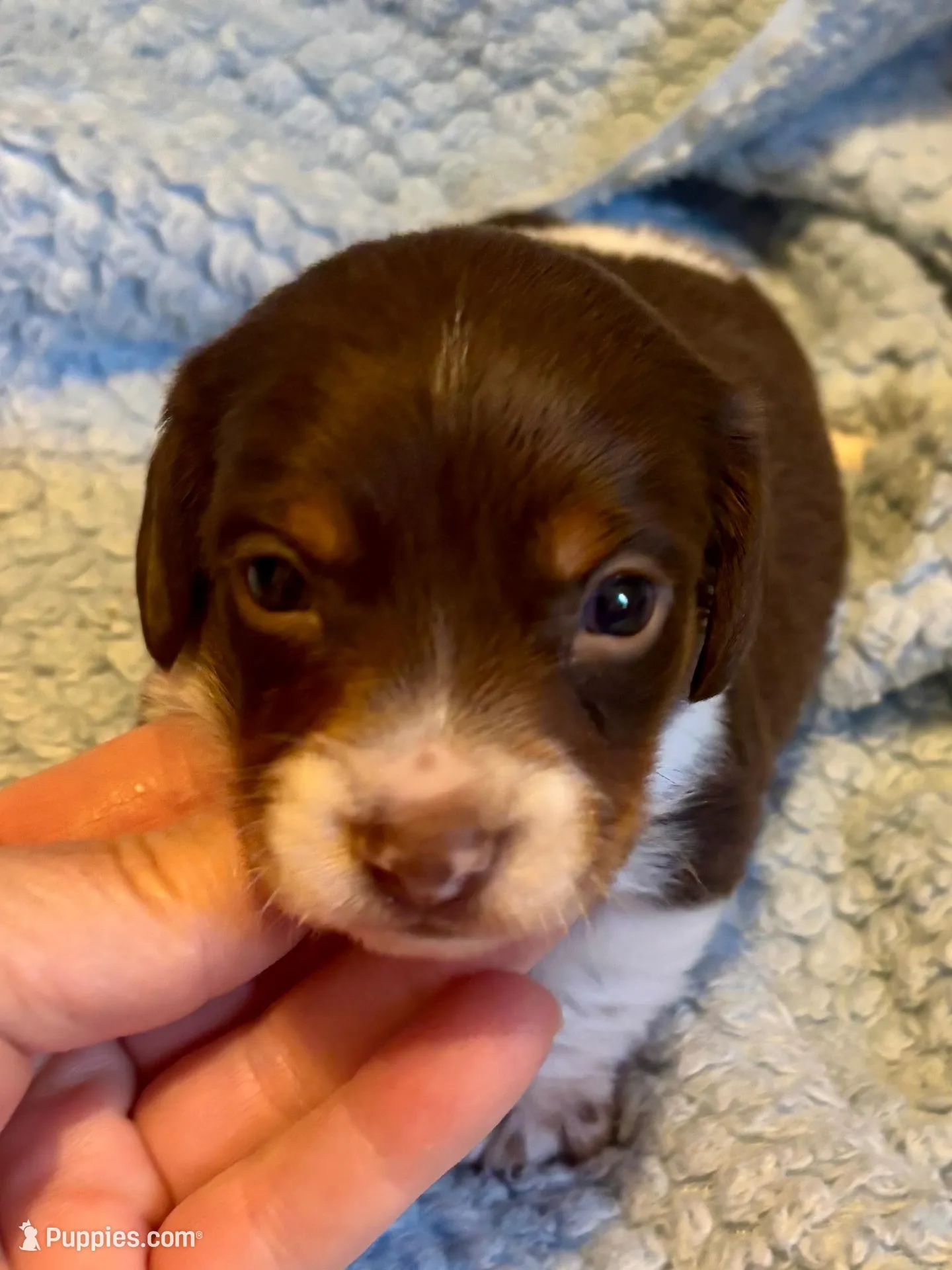 Albert, a male Miniature Dachshund for sale in London, AR – Photo 2 of 5