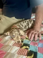 Brownie, a female Miniature Dachshund for sale in London, AR – 4 of 5