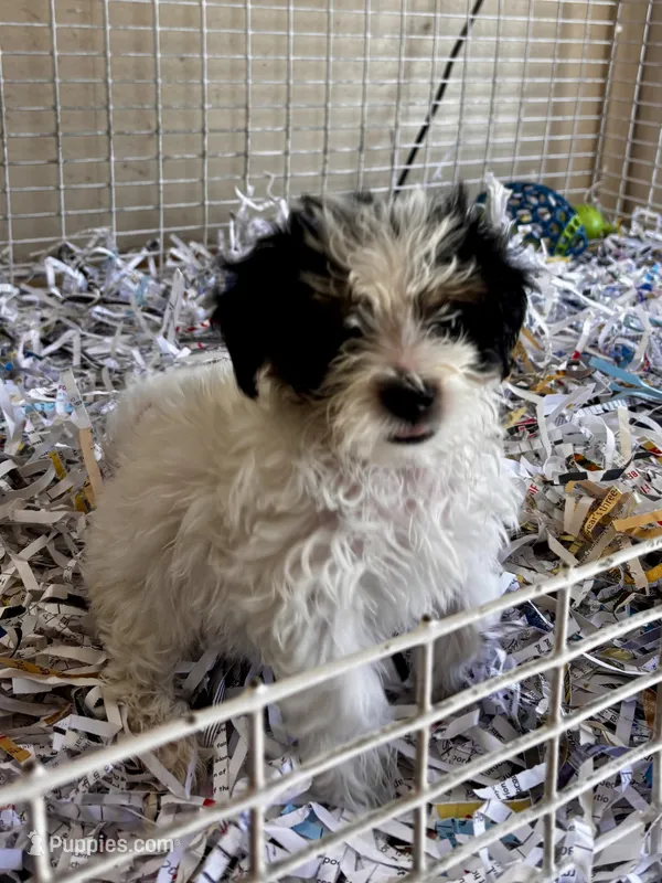 Marina – Maltipoo puppy for sale in London, AR