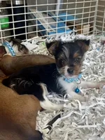 Shiloh, a male Yorkshire Terrier for sale in London, AR – 2 of 4