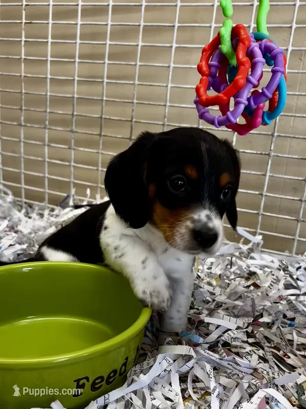Willie – Miniature Dachshund puppy for sale in London, AR