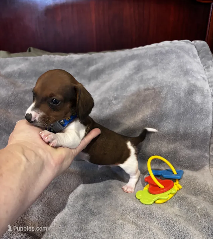 Freddie – Miniature Dachshund puppy for sale in London, AR