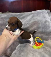 Freddie, a male Miniature Dachshund for sale in London, AR – 1 of 3