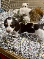  Charlie, a male Miniature Dachshund for sale in London, AR – 4 of 5