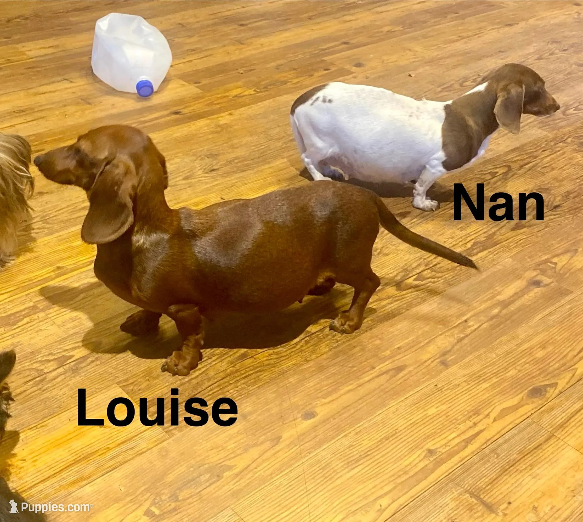 Blue Eyed Dappy, a male Miniature Dachshund for sale in London, AR – Photo 7 of 7