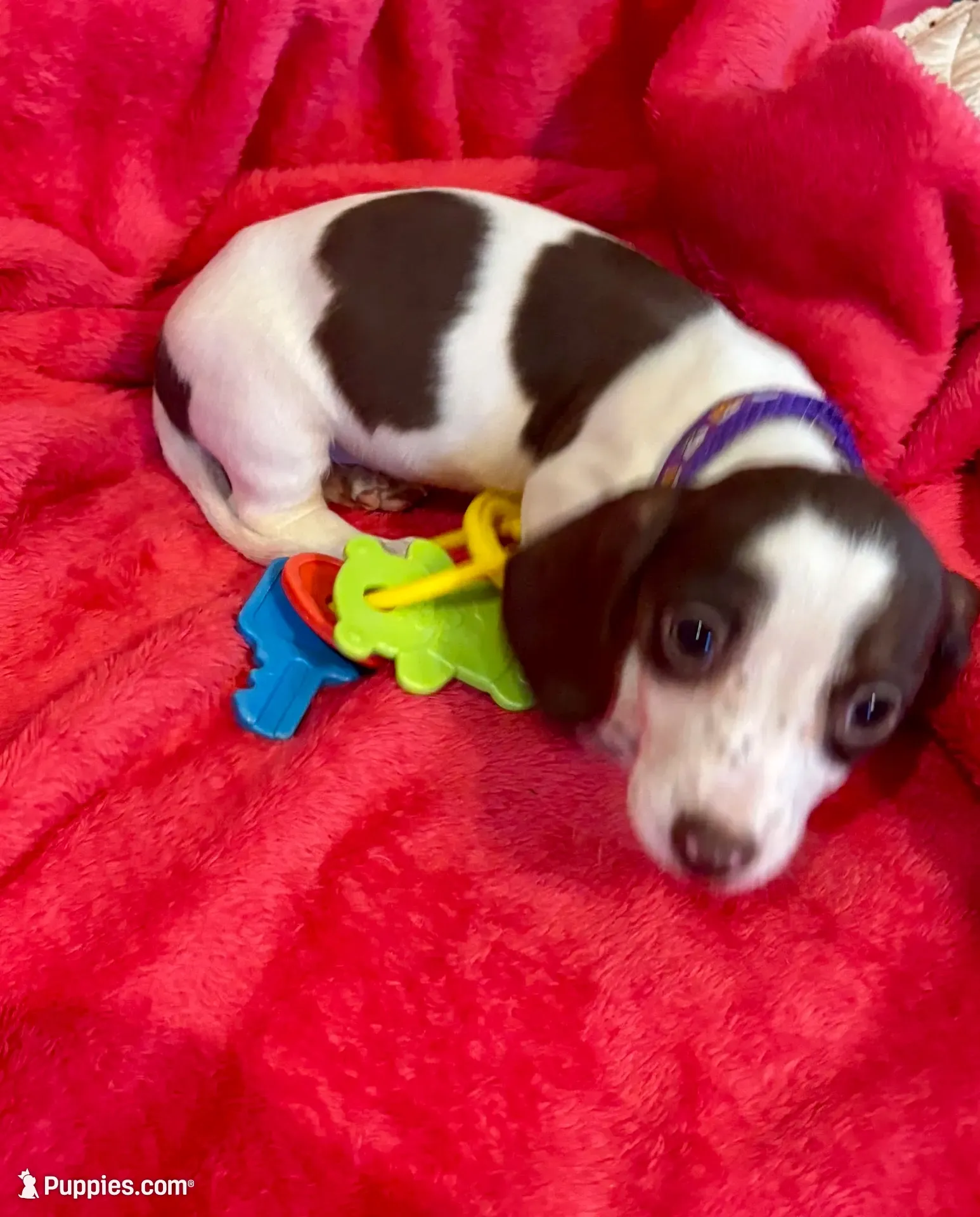 Caramel , a female Miniature Dachshund for sale in London, AR – 1 of 3