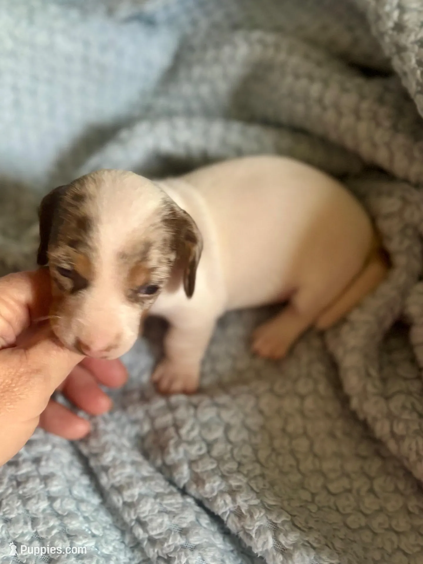 Dappy – Miniature Dachshund puppy for sale in London, AR
