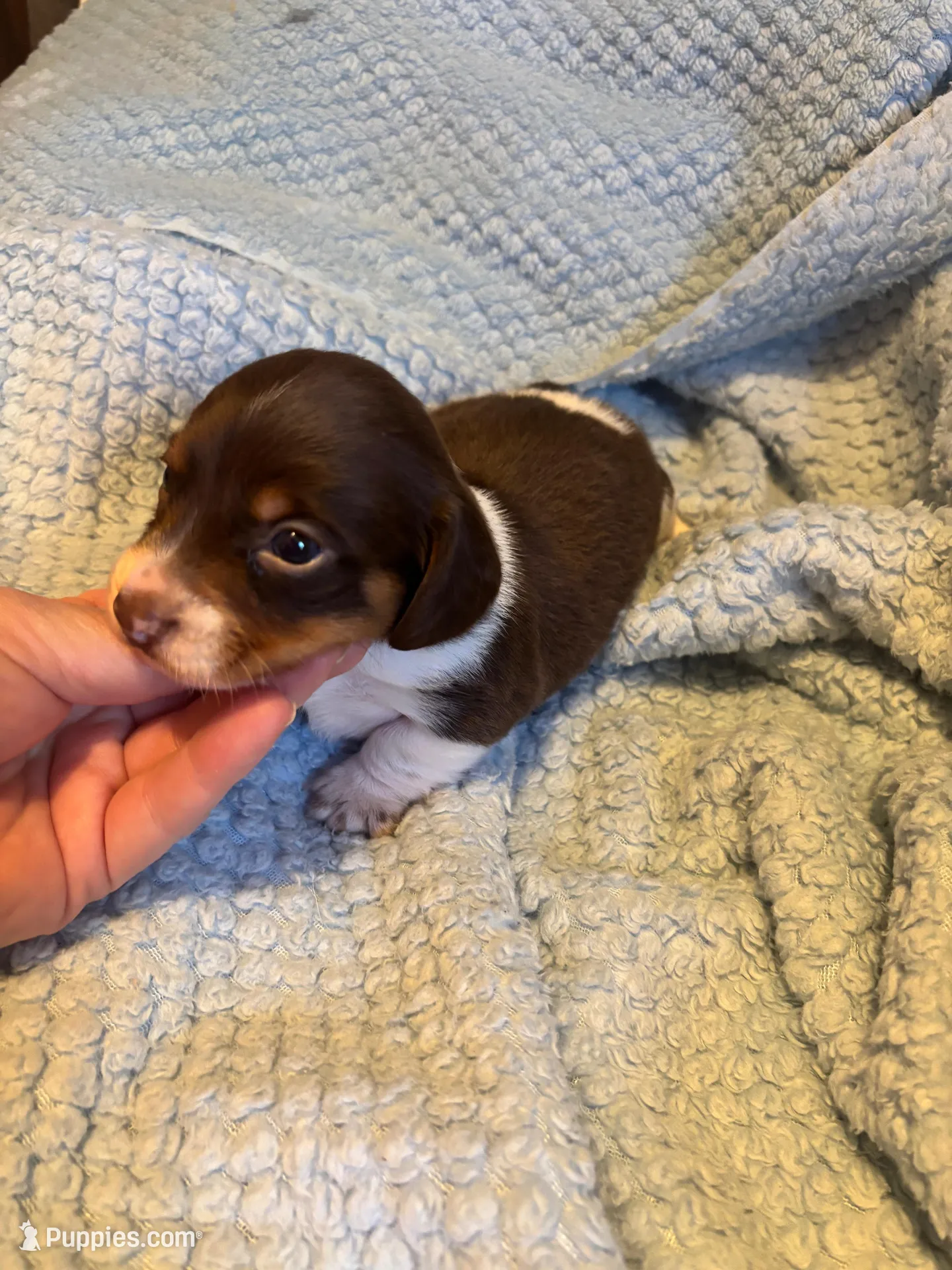 Albert, a male Miniature Dachshund for sale in London, AR – Photo 5 of 5