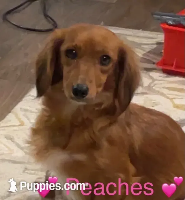 Cash, a male Miniature Dachshund for sale in London, AR – 3 of 4