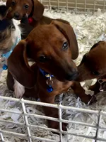 Copper, a male Miniature Dachshund for sale in London, AR – 3 of 3