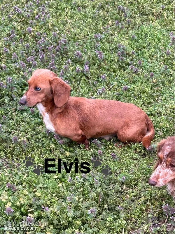 Yogi – Miniature Dachshund puppy for sale in London, AR
