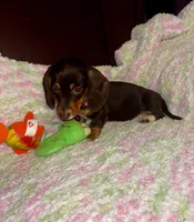 Brownie, a female Miniature Dachshund for sale in London, AR – 3 of 5