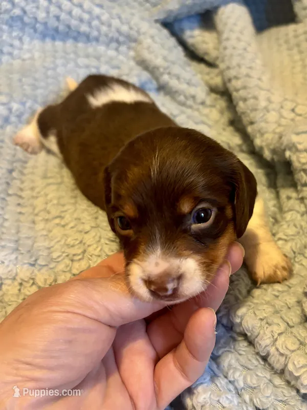 Albert – Miniature Dachshund puppy for sale in London, AR