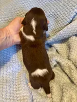 Albert, a male Miniature Dachshund for sale in London, AR – Photo 3 of 5