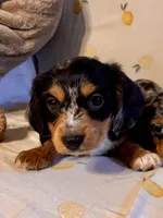 Bingo, a male Miniature Dachshund for sale in London, AR – Photo 2 of 3