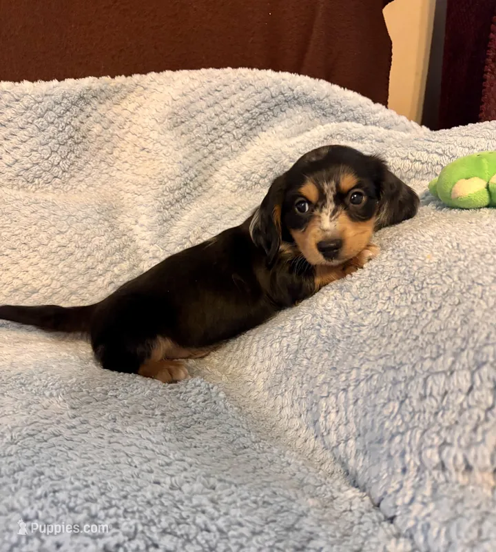 Bingo – Miniature Dachshund puppy for sale in London, AR