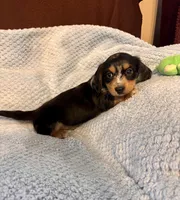 Bingo, a male Miniature Dachshund for sale in London, AR – Photo 1 of 3