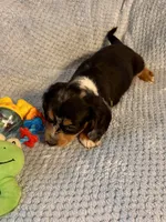 Bingo, a male Miniature Dachshund for sale in London, AR – Photo 3 of 3