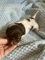 Yogi, a male Miniature Dachshund for sale in London, AR – Photo 2 of 5