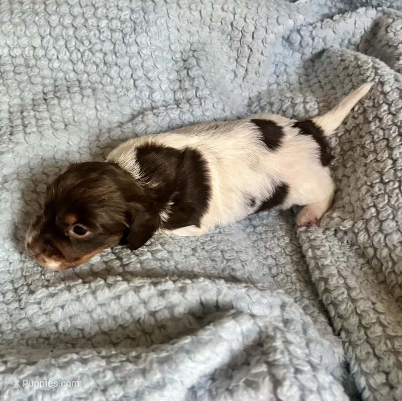 Yogi – Miniature Dachshund puppy for sale in London, AR