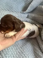 Yogi, a male Miniature Dachshund for sale in London, AR – Photo 4 of 5