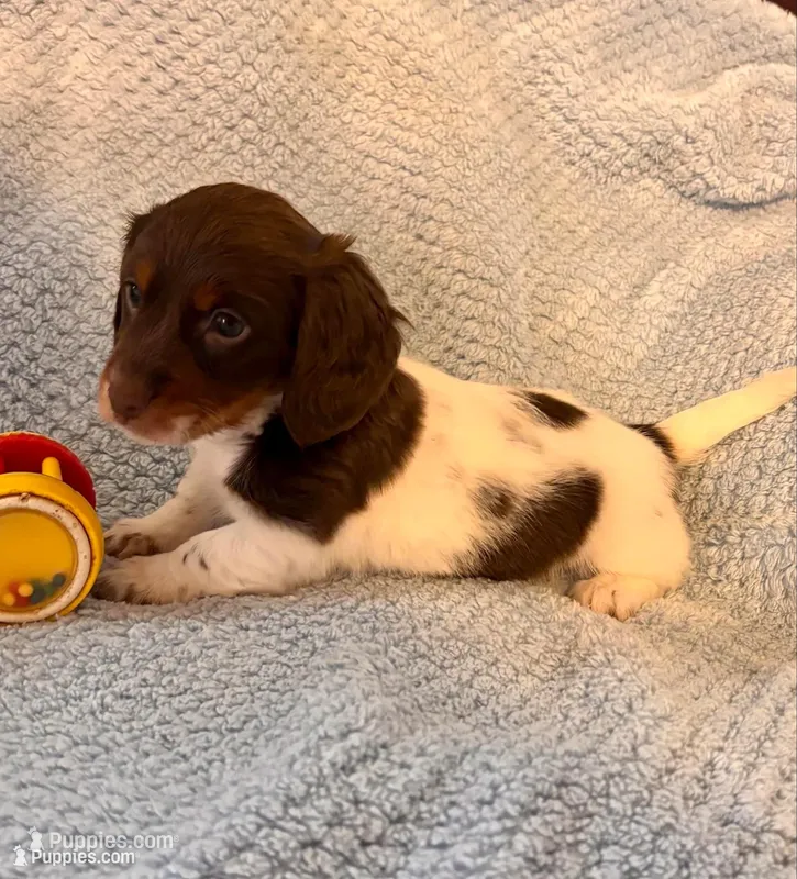 Yogi – Miniature Dachshund puppy for sale in London, AR