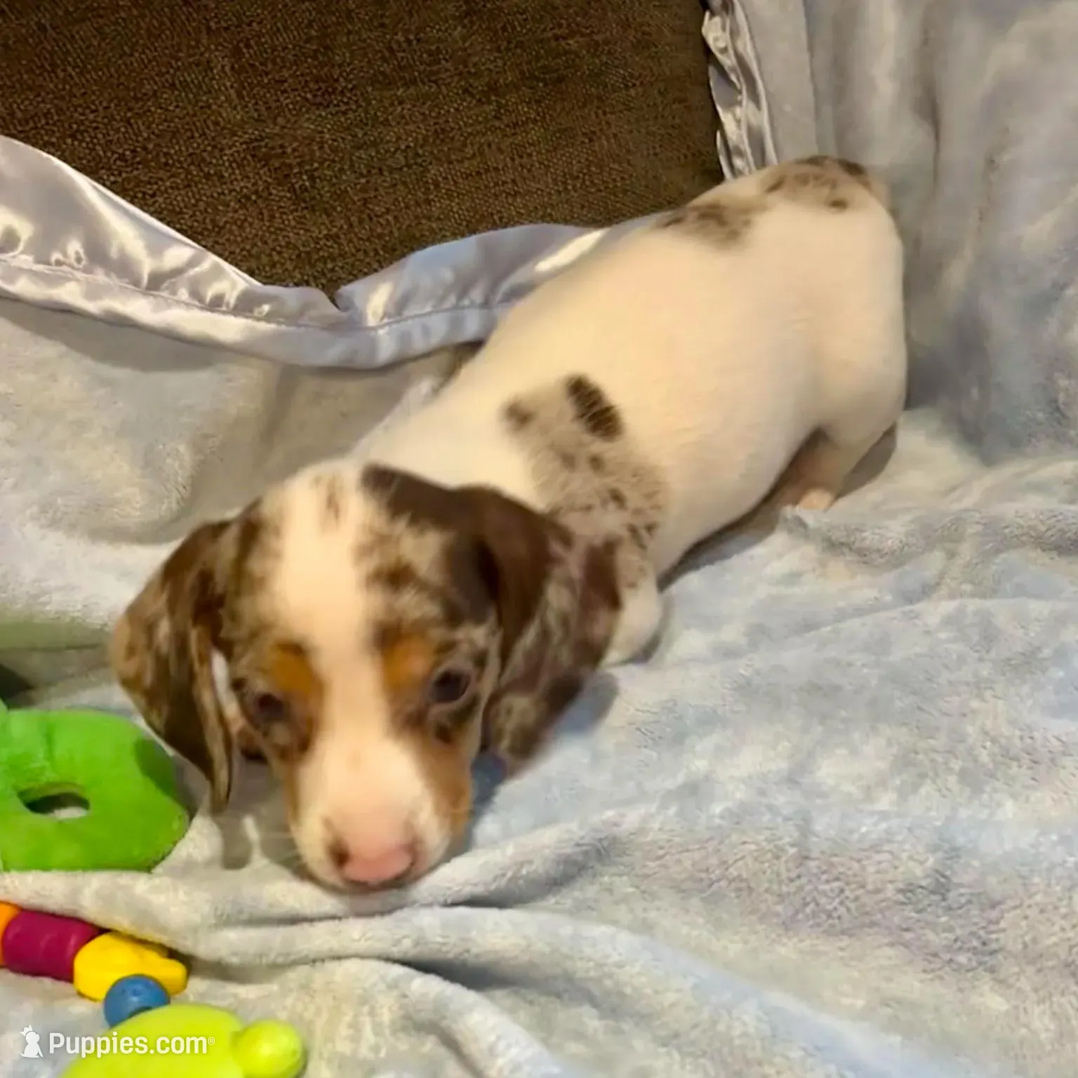 Chocolate “Chip”, a male Miniature Dachshund for sale in London, AR – Photo 2 of 5