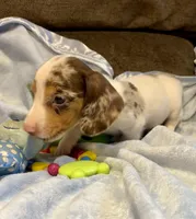 Chocolate “Chip”, a male Miniature Dachshund for sale in London, AR – Photo 1 of 5