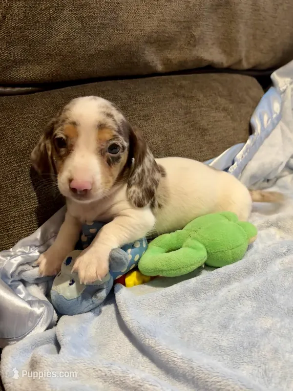 Chocolate “Chip”