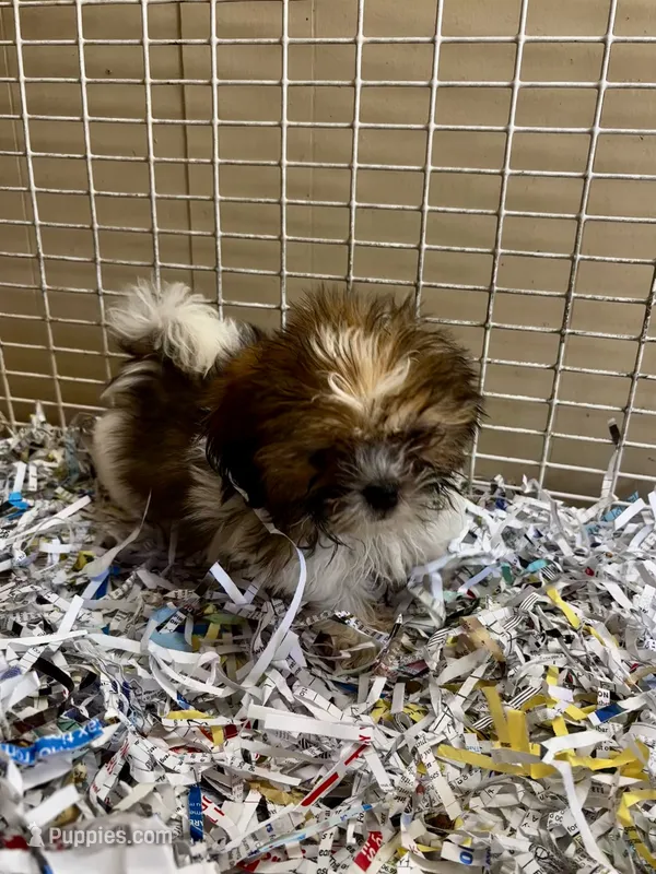 Pugsley – Shih Tzu puppy for sale in London, AR