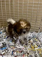 Pugsley, a male Shih Tzu for sale in London, AR – 1 of 3