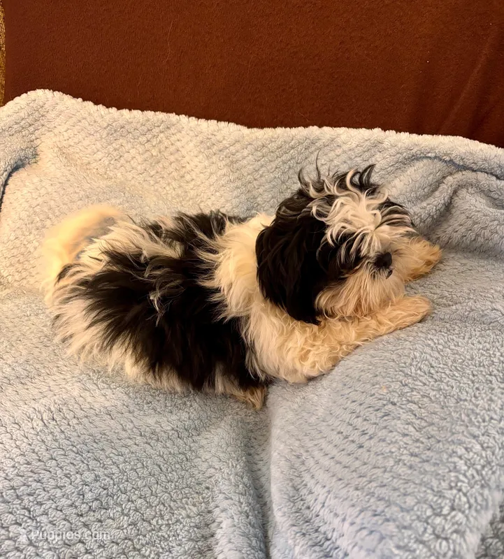 Bow – Shih Tzu puppy for sale in London, AR
