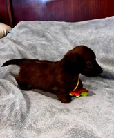 Teddy, a female Miniature Dachshund for sale in London, AR – 2 of 3